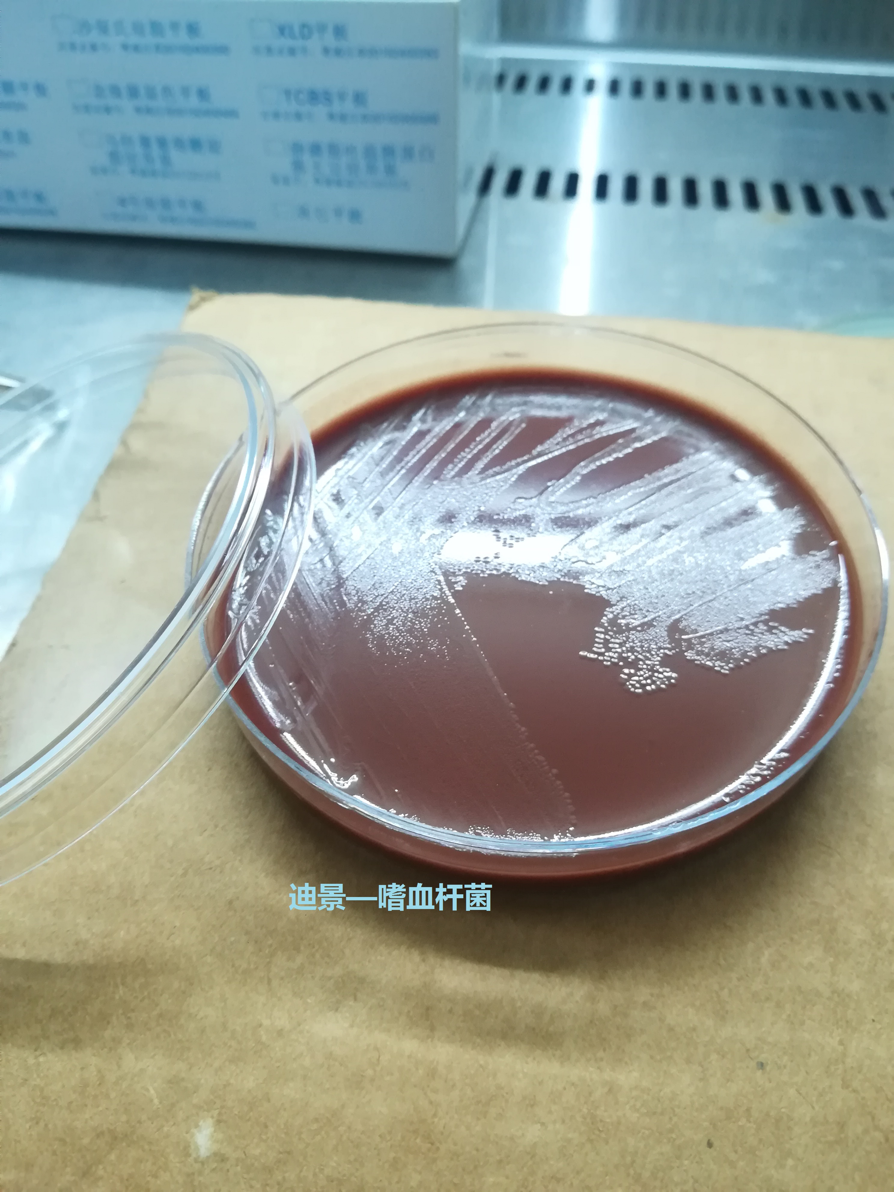 【迪景】嗜血杆菌巧克力琼脂选择培养基