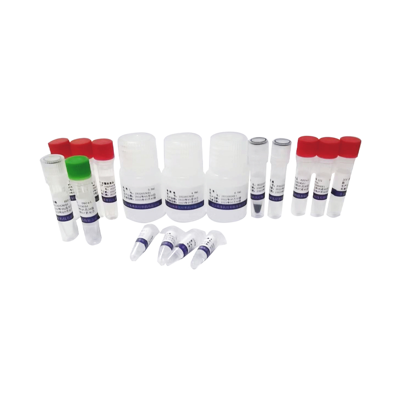 【旌准】BK病毒核酸测定试剂盒（PCR-荧光探针法）
